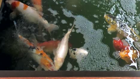 hungry-adult-koi-fishes-in-an-open-tank-shot-indoor