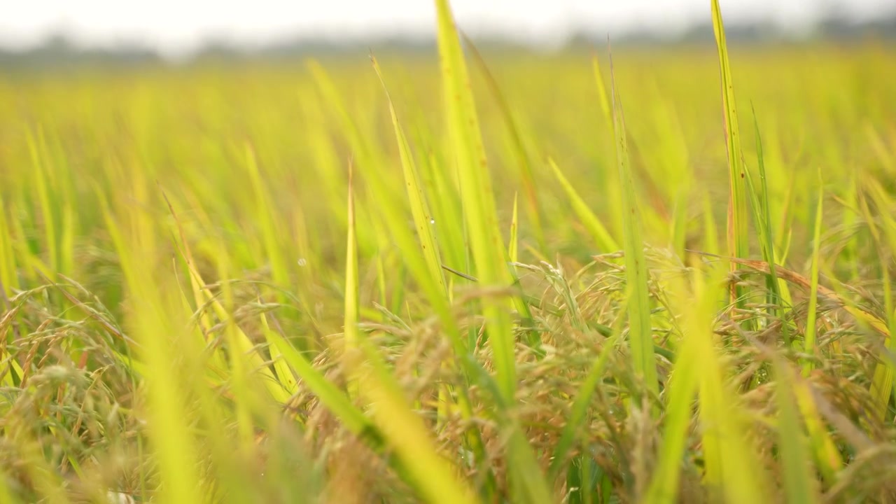 Quando il riso matura, l'intero campo agricolo diventa giallo. Per questo il riso è chiamato la 'coltura dorata'