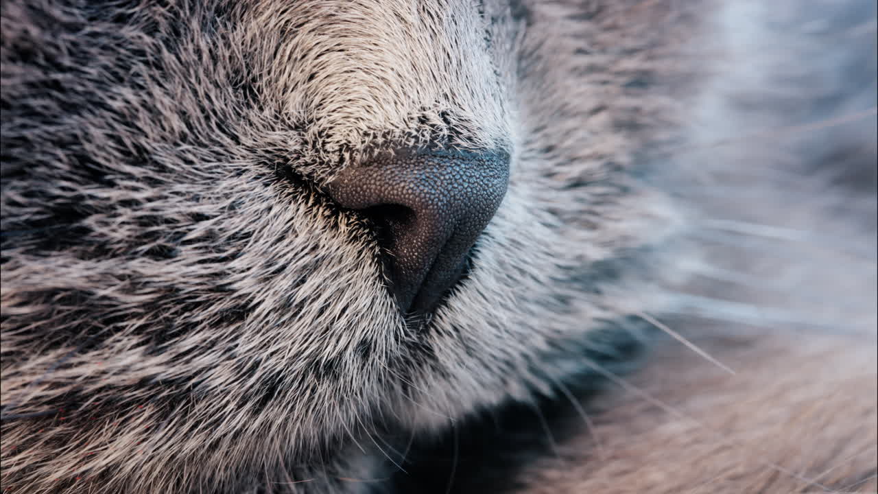 Close up of a grey British Shorthair cat's snout with detailed fur and whiskers