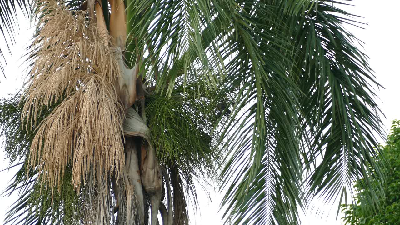 새들이 영양을 얻기 위해 과일 다발을 먹는 동안 바람에 가지가 움직이는 야자수