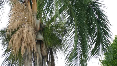 palm tree with branches moving with the wind while birds feed on its fruit bunch for nourishment