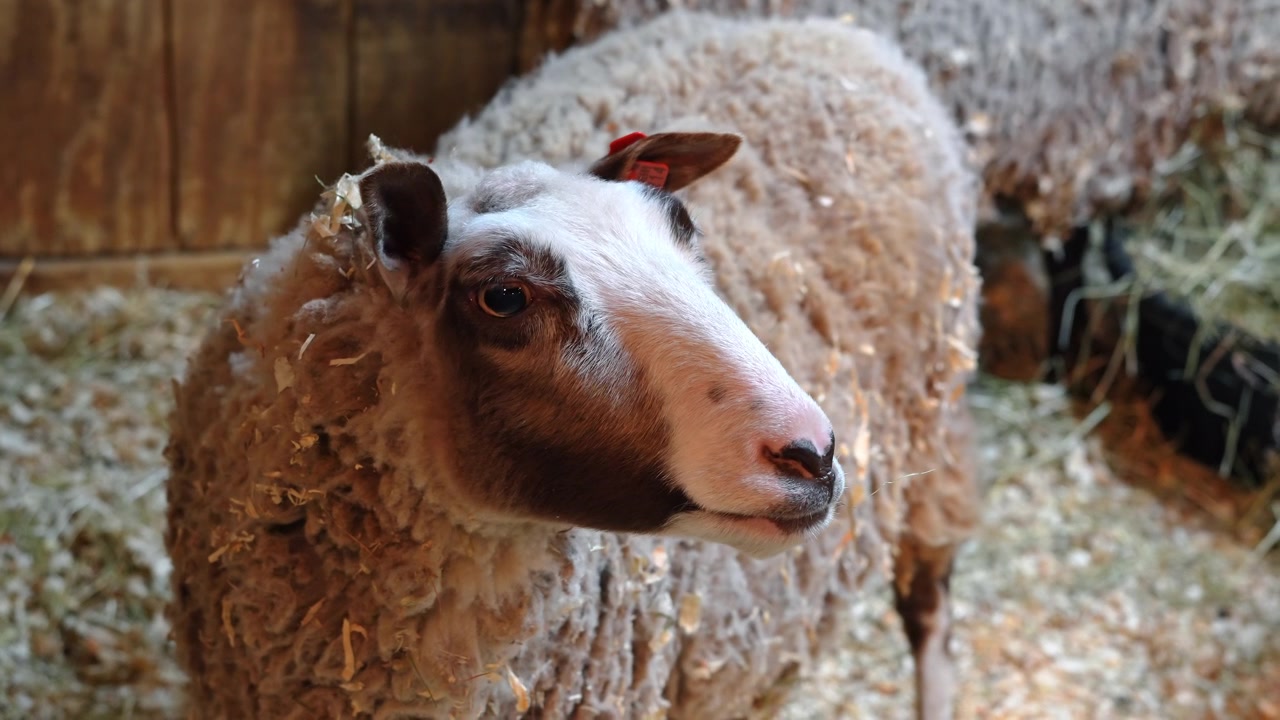 Pecora domestica in piedi nel fieno all'interno di un fienile di legno. Una pecora con lana spessa in piedi in una stalla con fieno sul pavimento e pareti di legno