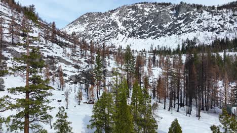 aerial view of burnt trees in snow after caldor forest fire in lake tahoe, california nevada