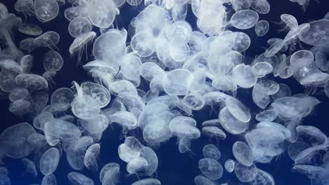 medusas translúcidas blancas nadando en un acuario