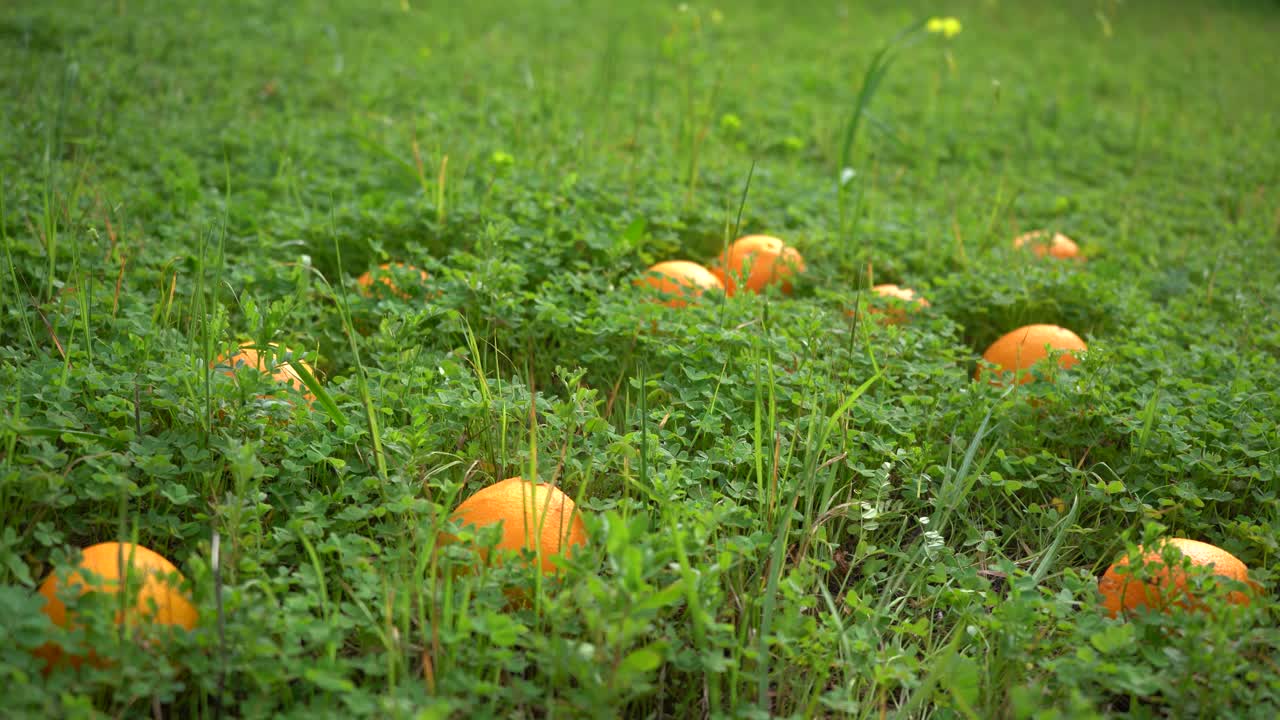 naranjas maduras aparecen en la toma