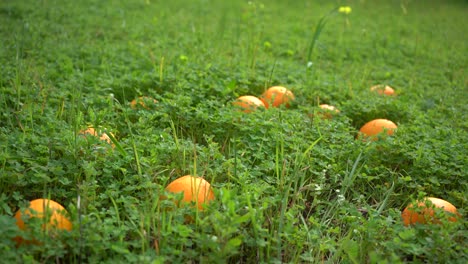 Reife-Orangen-Erscheinen-In-Der-Aufnahme