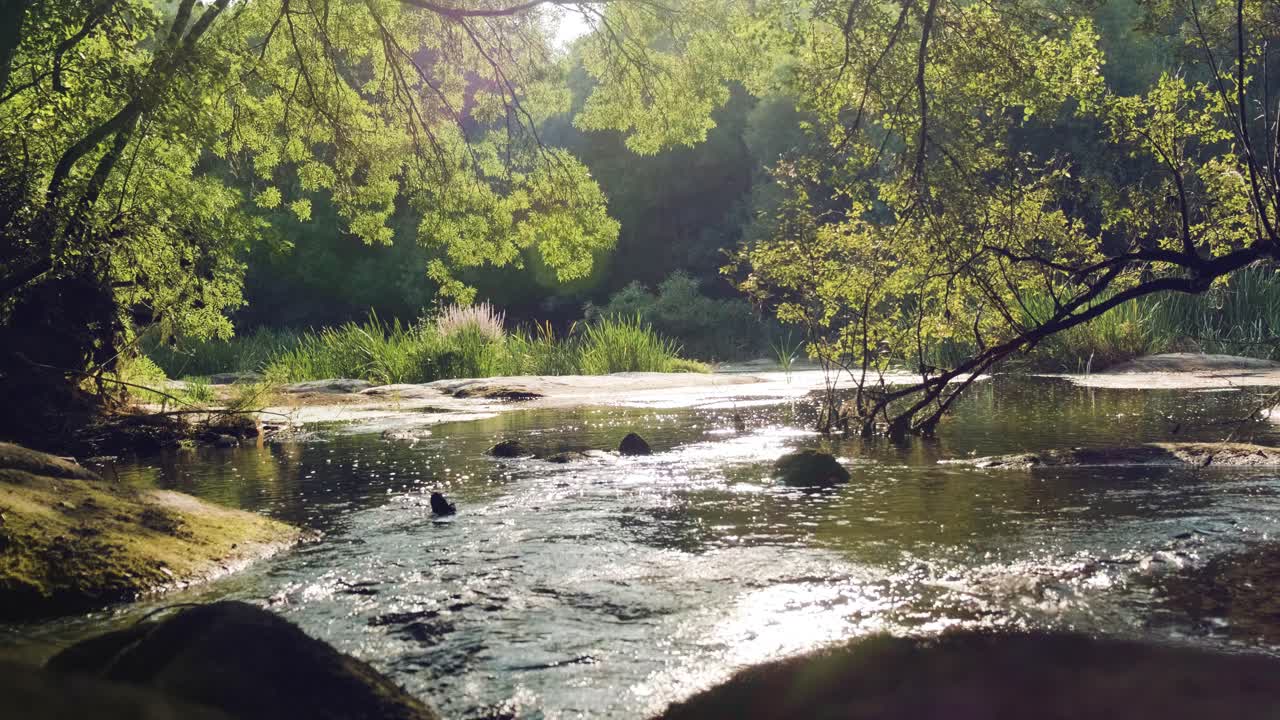 Fiume tranquillo a valle con il riflesso del sole sulla superficie dell'acqua, bellissimo paesaggio forestale