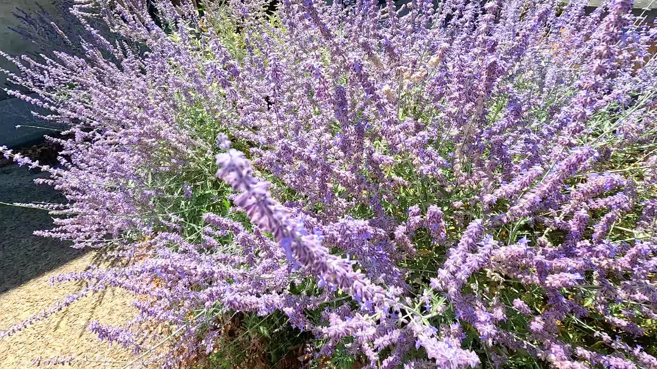 las abejas interactuando con flores púrpuras vibrantes