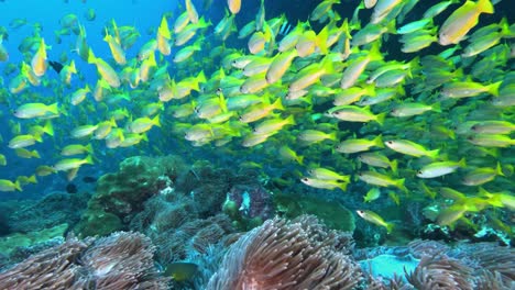 buceo hacia corales blandos y cientos de pequeños peces amarillos