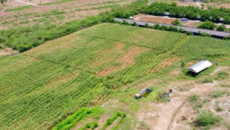 Green-plantation-in-sunny-rural-landscape-of-Dominican-Republic,-aerial