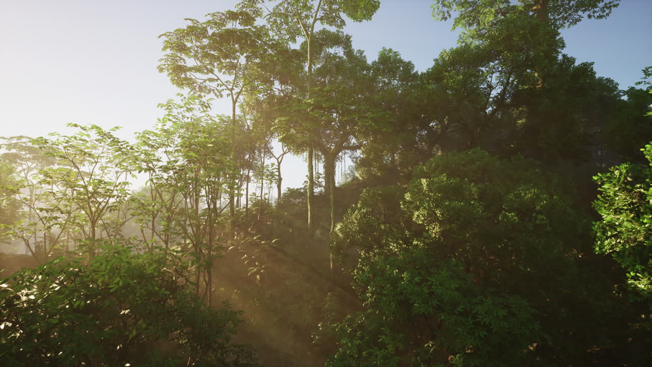 은 열대 숲 을 가로질러 빛나는 빛