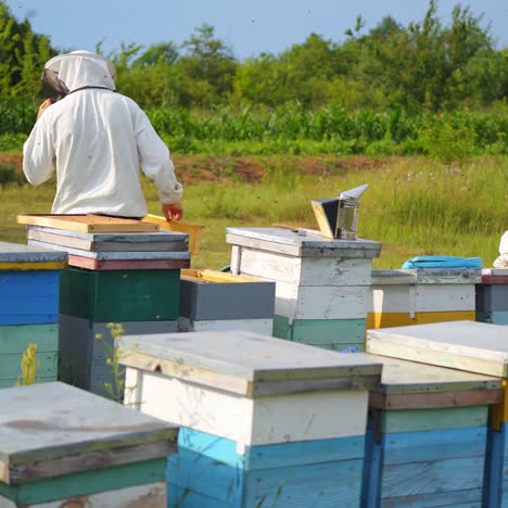 beekeeper is working with bees and beehives on the apiary. beekeeper on apiary