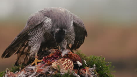 raptor feeding on prey