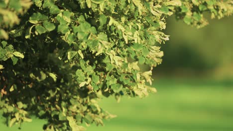 Eine-Parallaxenaufnahme-Der-Blühenden-Linde-Im-Sommergarten