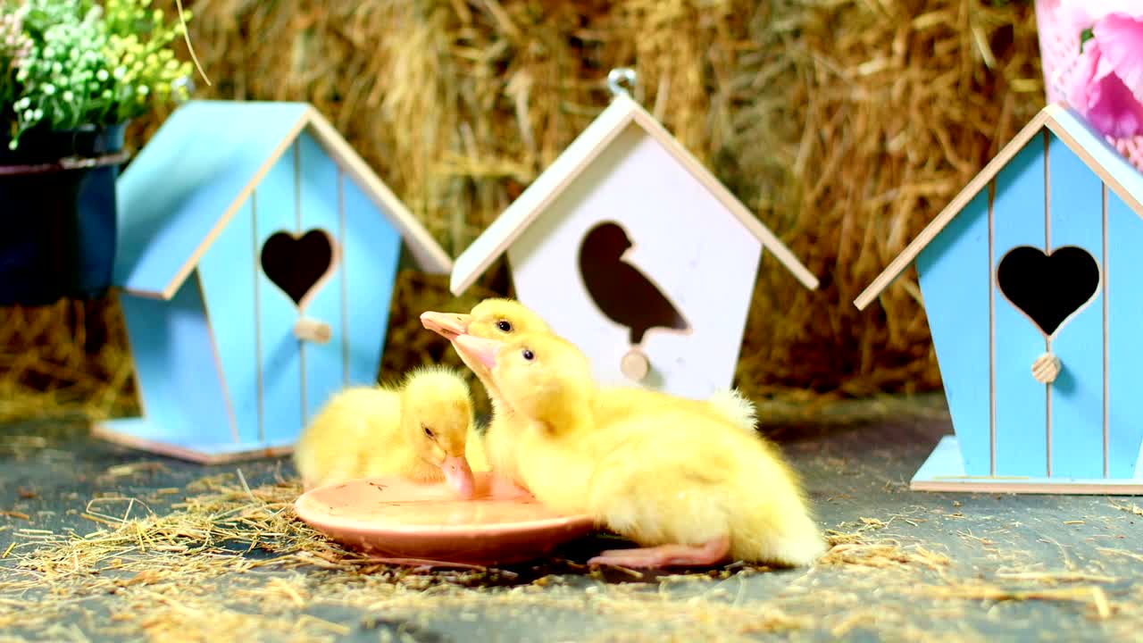 3 마리의 작은 노란색 오리들이 접시에서 물을 마시고, 배경에는 잔디이, 색의 작은 새집이 있습니다. 주제별 장식으로 스튜디오 비디오