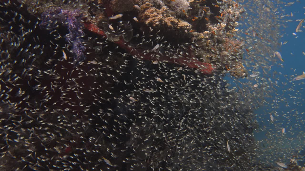 Un gruppo molto numeroso di pesci che nuota intorno a una struttura corallina nel mare in 4K.