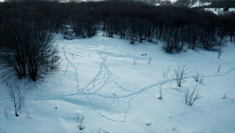 Schneebedeckter-Wald-Mit-Zahlreichen-Verschlungenen-Pfaden-In-Einer-Ruhigen-Winterlandschaft