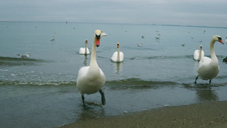 Swans-come-out-of-the-sea