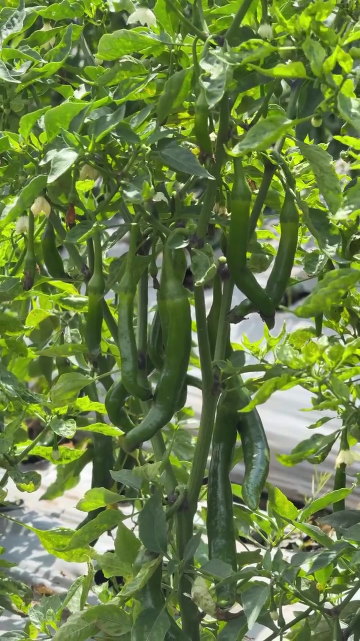Green Chili Peppers Growing on Plant in Farm Field