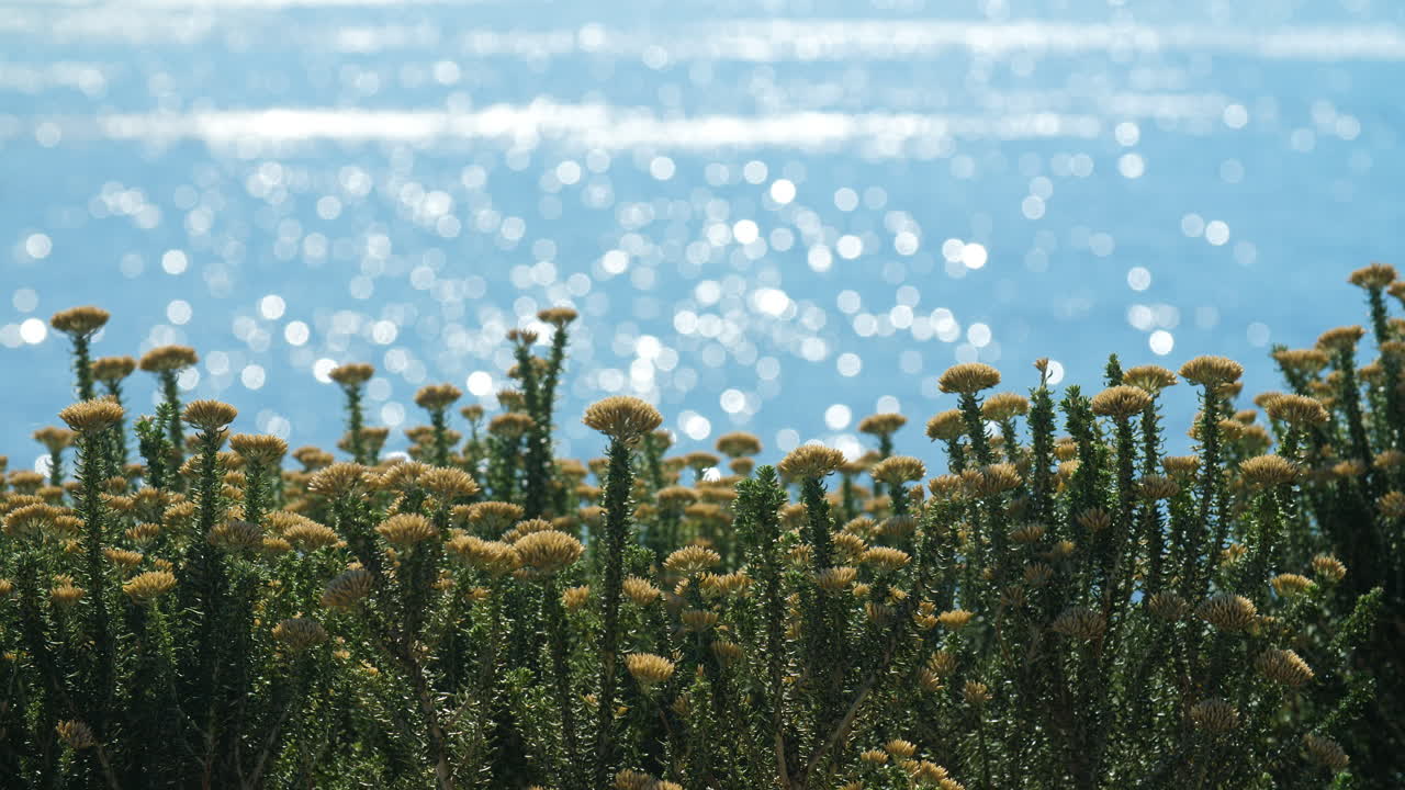 Beautiful light-yellow and green wildflowers with shimmering ocean in background on sunny day