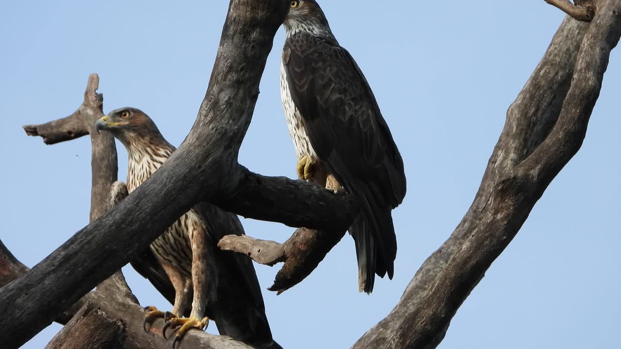 águilas esperando orar video uhd mp4 4k