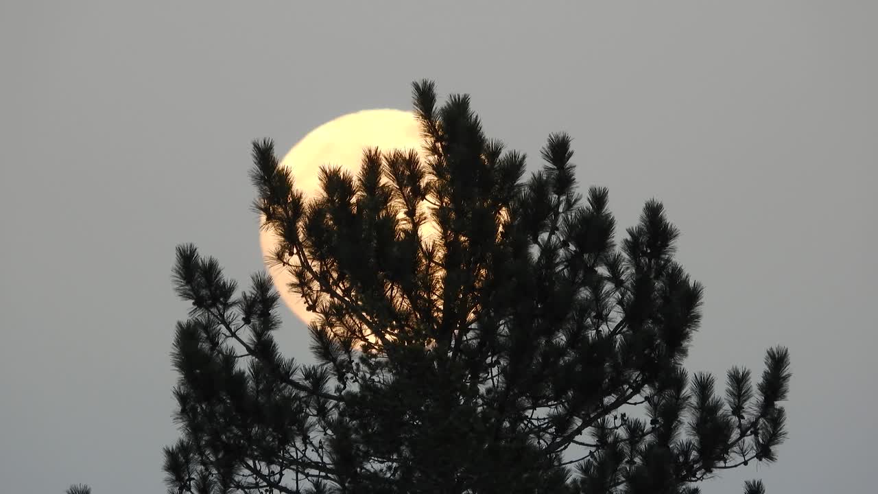 Moonlight Behind Spruce Tree At Sunset In La Verendrye Wildlife Reserve In Quebec, Canada. Close-up Shot