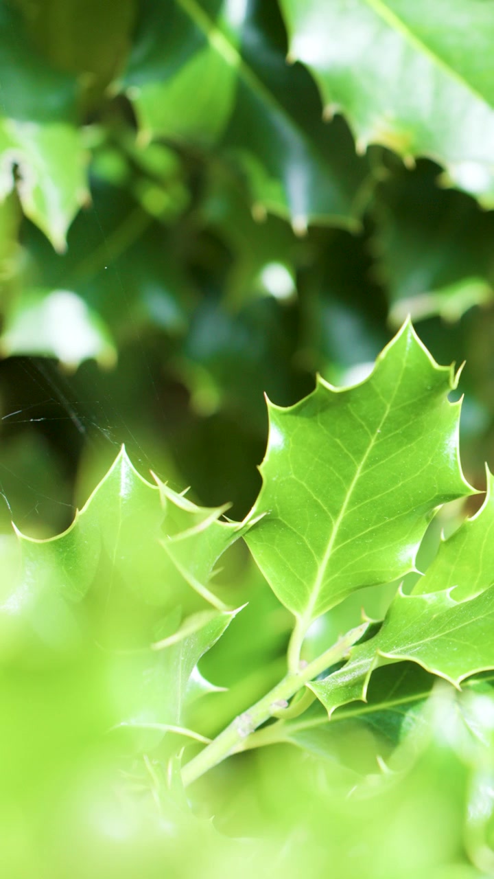 Close-up of green ivy leaves moving slightly in bright natural sunlight, shallow depth of field