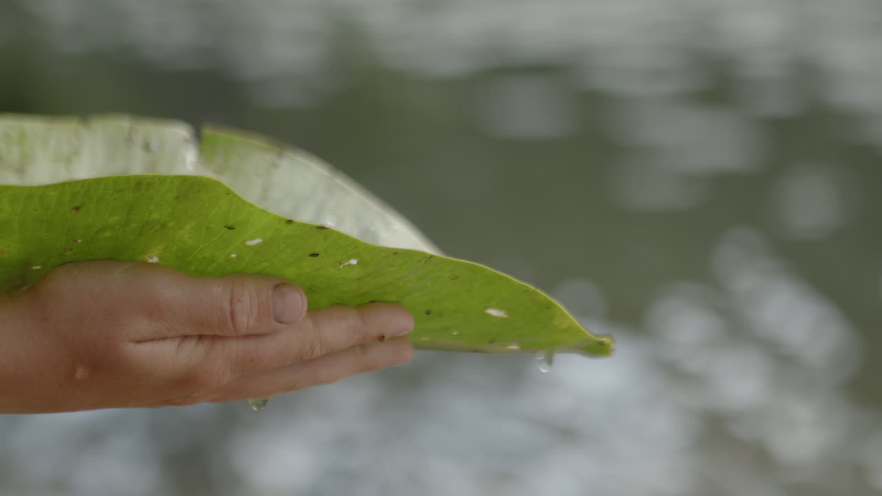 아이는 물이 떨어지는 수련 잎을 들고