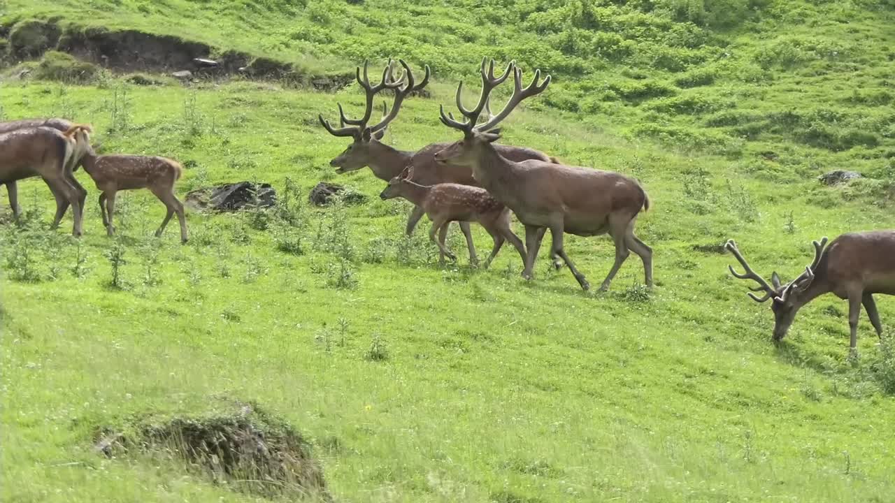 una manada de ciervos rojos camina por los verdes prados de las montañas