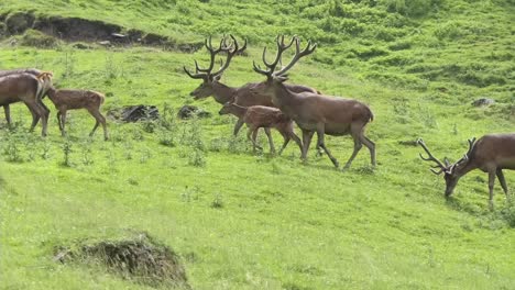 a herd of red deer walks by in the green meadows of the mountains