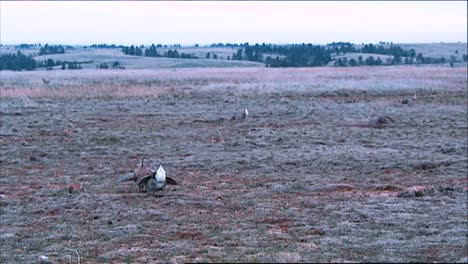 Salbei-Buschhuhnjagd-In-Einem-Winterlichen-Feld