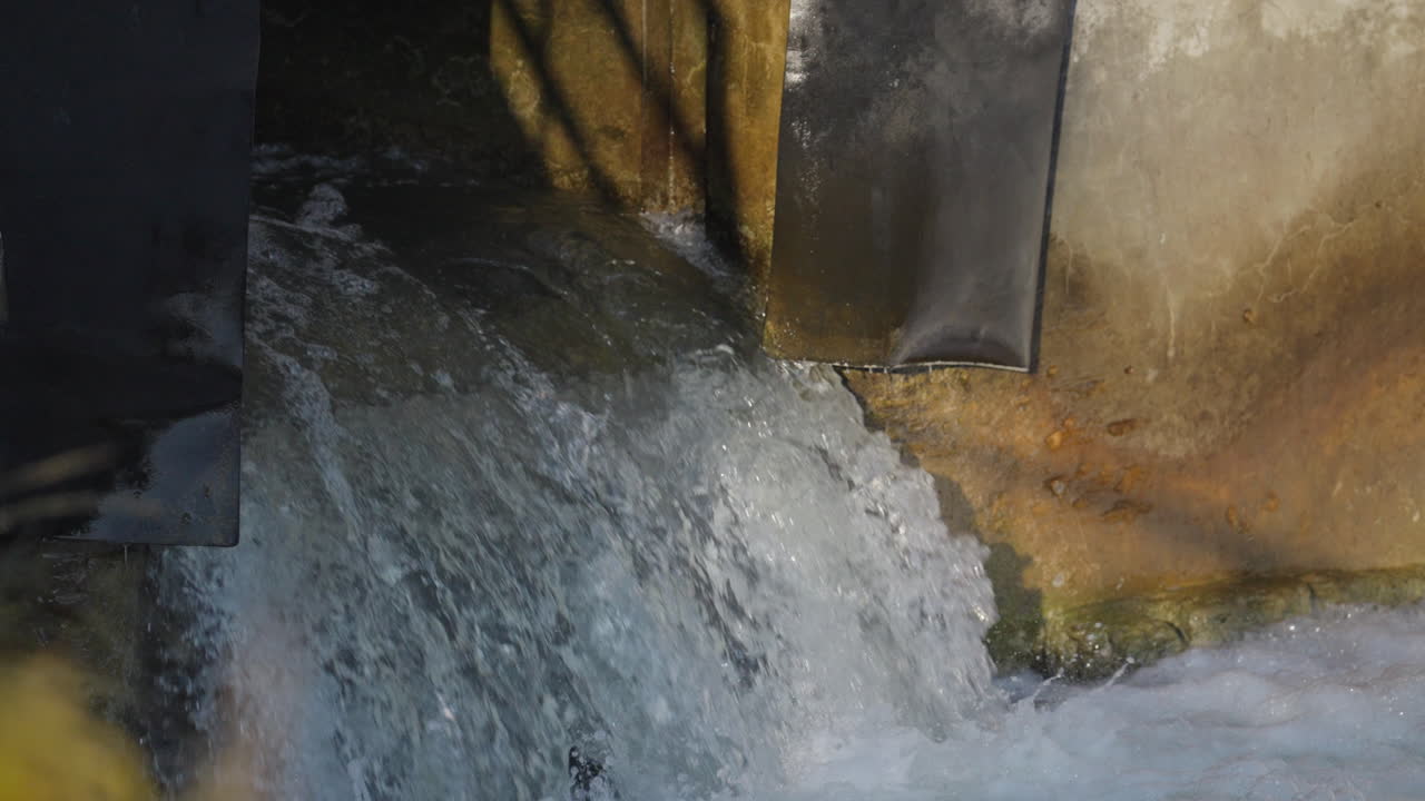 Salmon leaping upstream in slow motion at Ganaraska River, Ontario feel alive