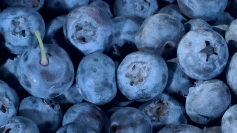 detail of blueberries. macro rotate of blueberries. close-up, camera moves backwards. bog bilberry, bog blueberry, northern bilberry or western blueberry (vaccinium uliginosum)