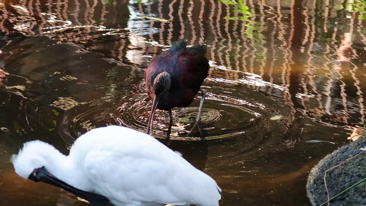 물과 식물 근처에서 먹이를 찾고 상호 작용하는 새