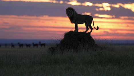 majestic lion at sunrise