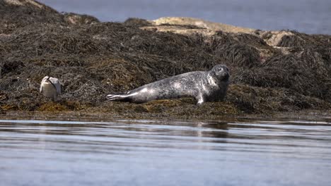 Seal-and-large-seabird-lay-on-rocky-island-covered-in-dense-kelp-layer