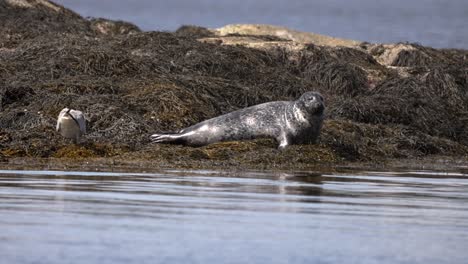 la foca y el gran pájaro marino yacían en una isla rocosa cubierta de una densa capa de algas
