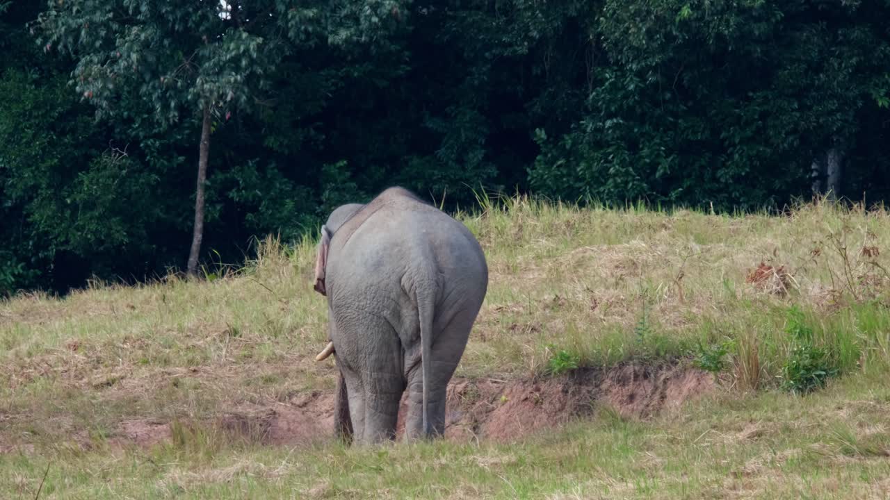 인도 코끼리 에레파스 맥시무스 인디쿠스 (elephas maximus indicus, 태국)