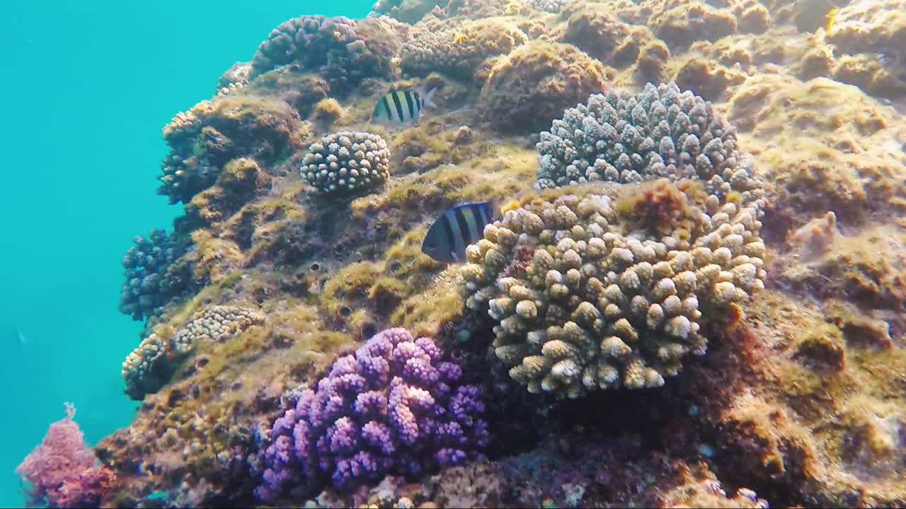 el rico mundo submarino del mar rojo