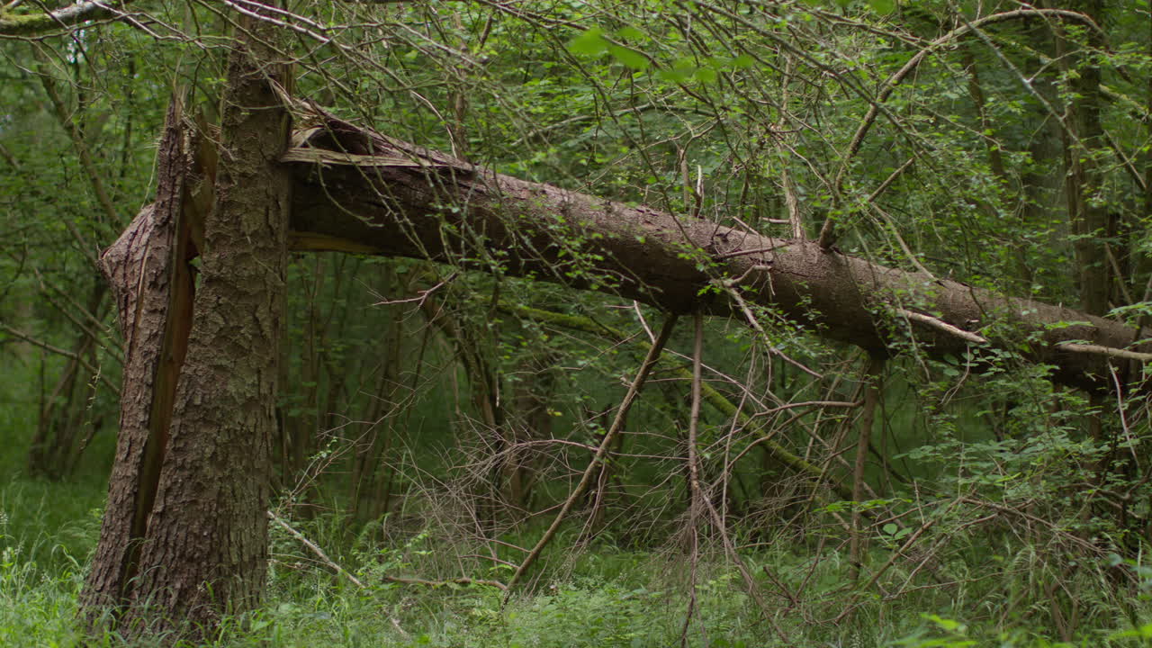 Damaged Tree Fallen In Forest Surrounded By Leaves And Branches