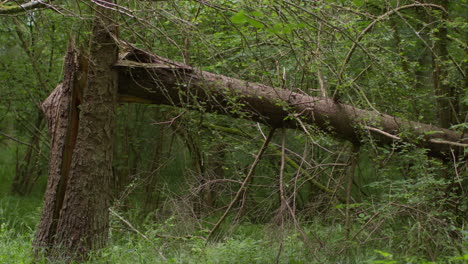 damaged tree fallen in forest surrounded by leaves and branches