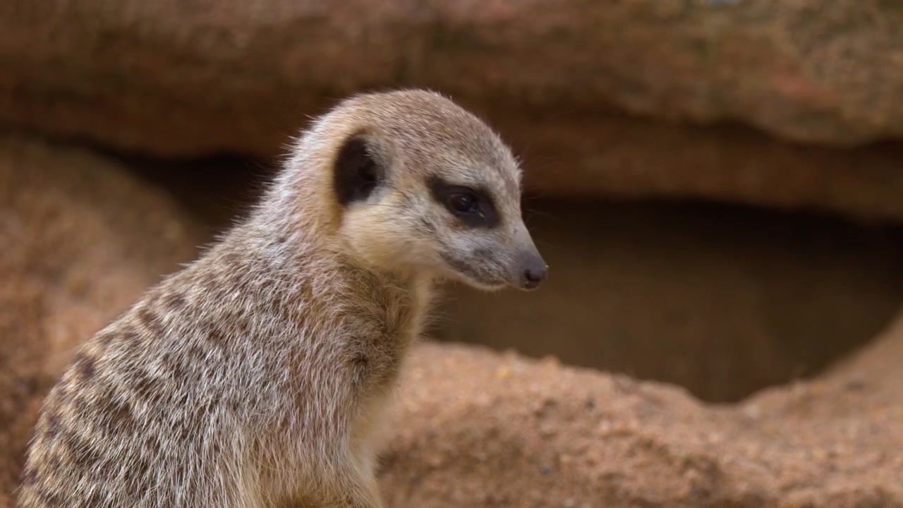 Um suricate cava vigorosamente em solo arenoso perto de sua toca em Dubbo, Nova Gales do Sul