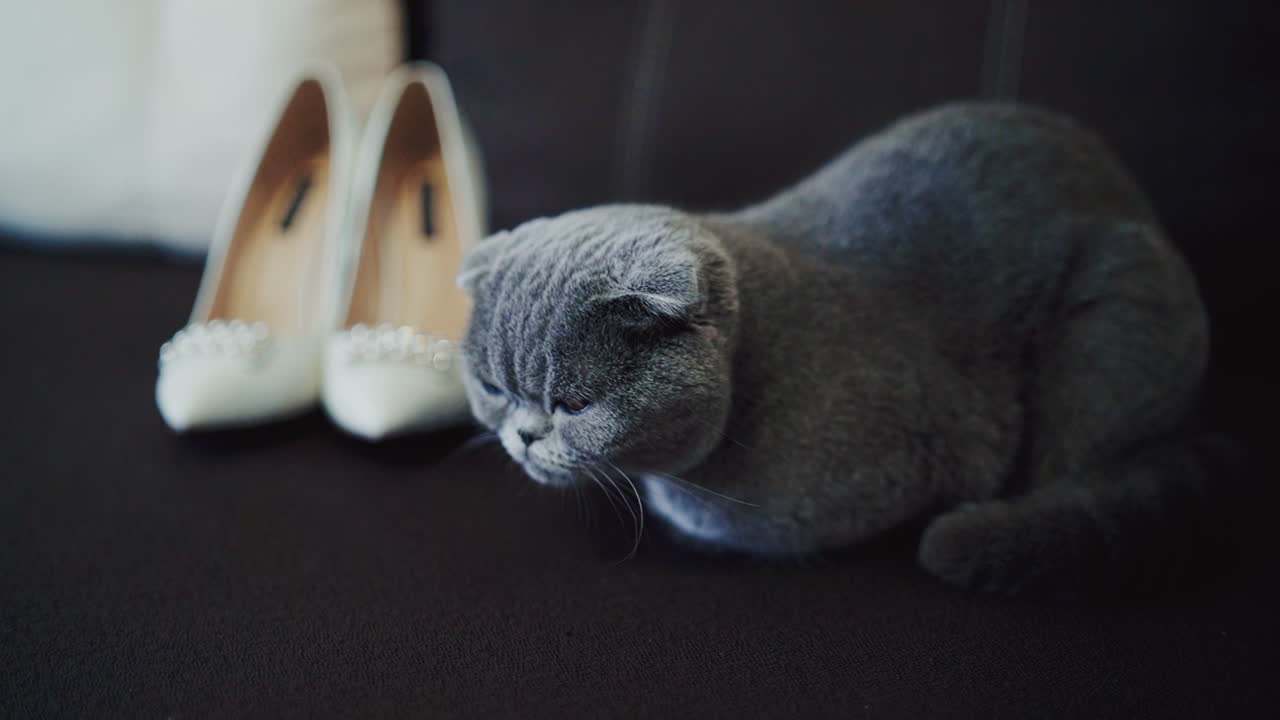 Cute cat at home. View of grey cat lying on bed
