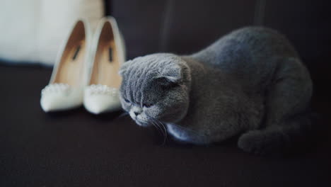cute cat at home. view of grey cat lying on bed