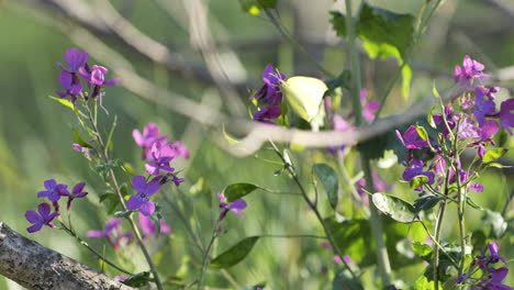 White-butterfly-on-purple-flowers--close-up-south-of-France-spring