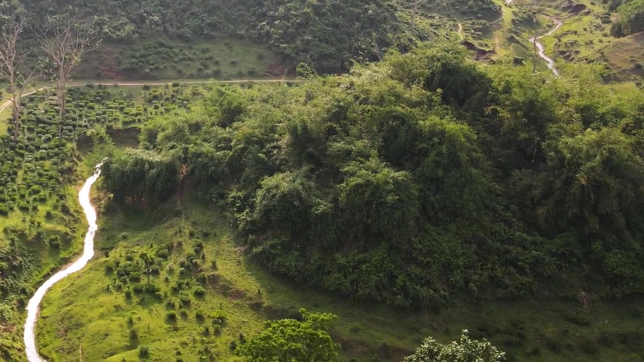 Tebuske vokser langs skovsti og en lille flod, der løber gennem Khadimnagar National Park i Sylhet, Bangladesh. Luftfoto med udzoomning