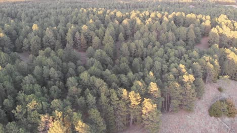 Drone shot flying sideways over the treetops of a coniferous forest
