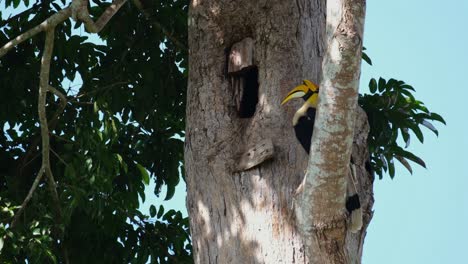 Watching-over-its-mate-that-is-inside-the-hollow-of-a-trunk-of-a-big-tree,-Great-Hornbill-Buceros-bicornis