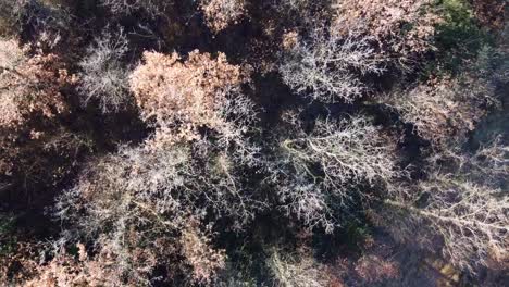 top down aerial shot of leafless dead trees in a forest in winter