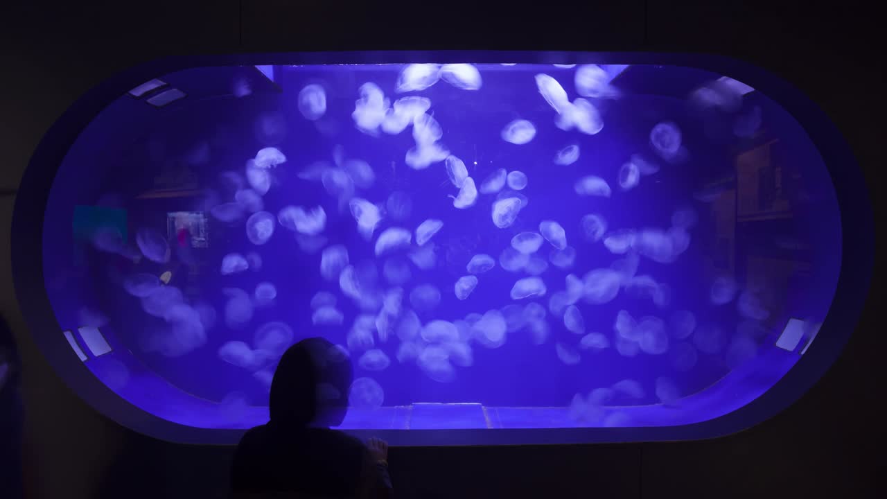 Jellyfish Swimming in a Blue Aquarium Timelapse